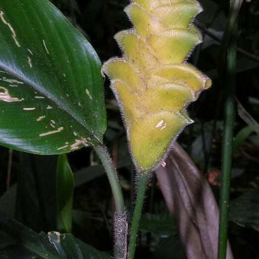 Calathea lasiostachya Other