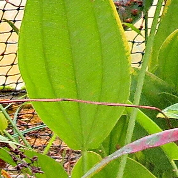 Aquarius longiscapus Leaf