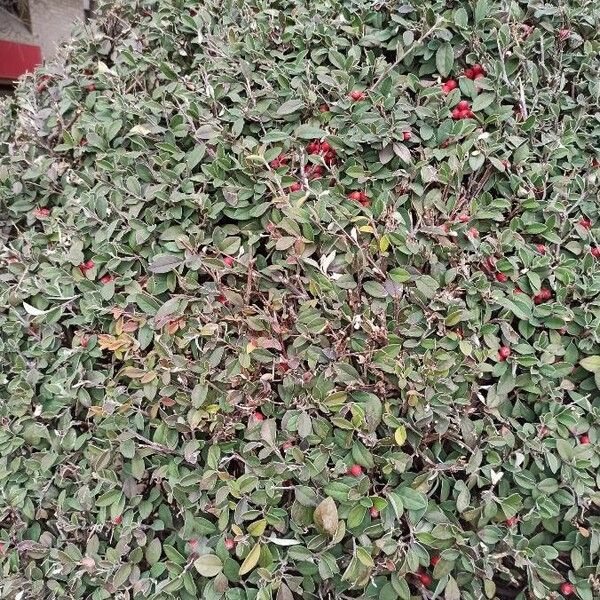 Cotoneaster franchetii List