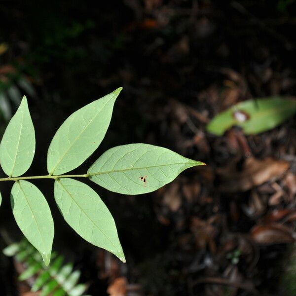 Cnestis polyphylla Folha