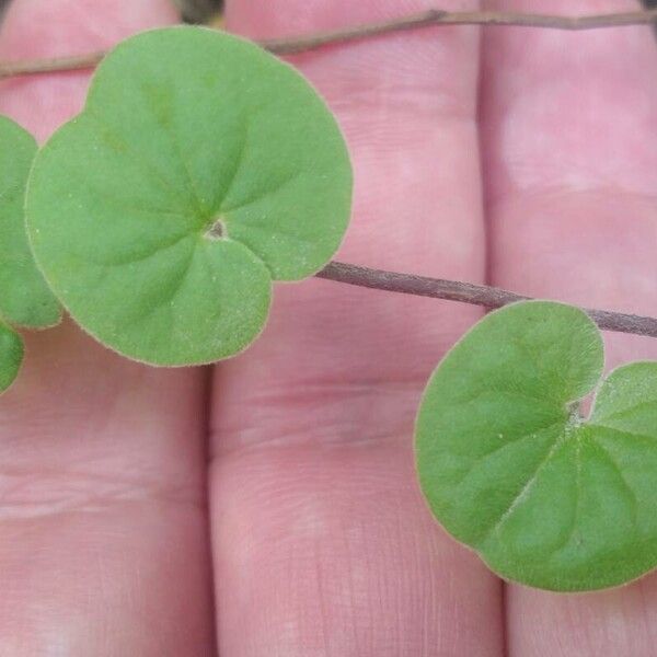 Dichondra micrantha Leaf