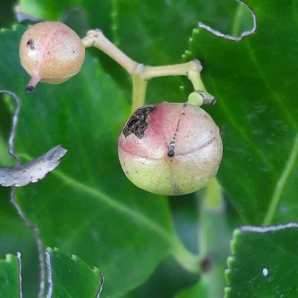 Euonymus japonicus फल