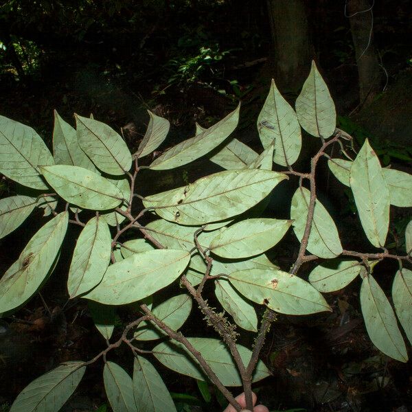 Annona neoelliptica 其他