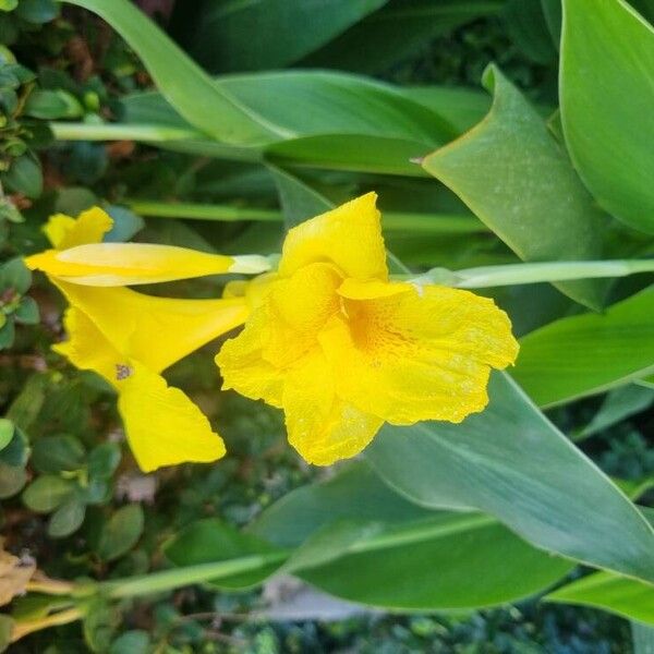 Canna flaccida 花