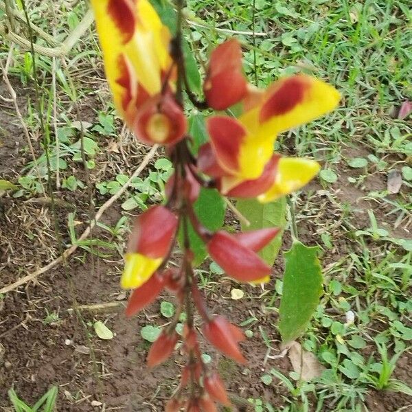 Thunbergia mysorensis Kwiat