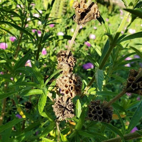 Leonotis leonurus Other