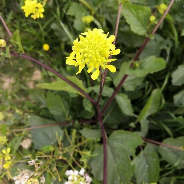 Brassica nigra Floare