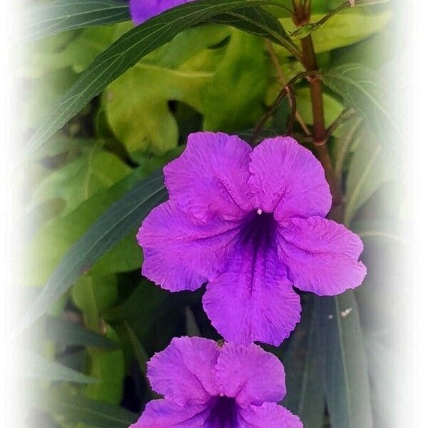 Ruellia simplex Kukka