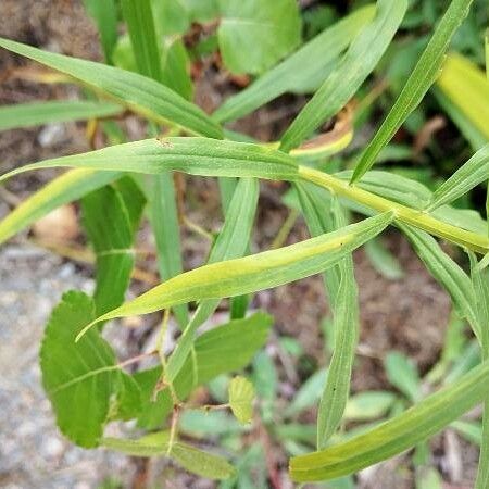 Euthamia graminifolia Rinde