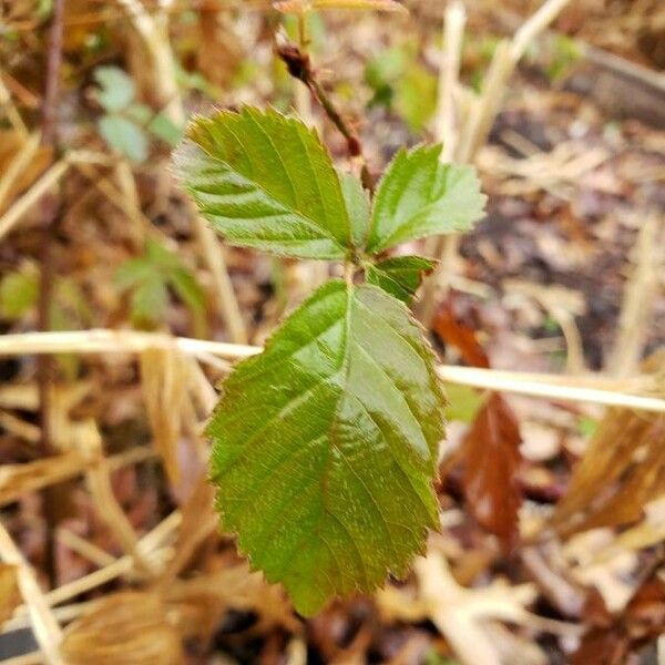 Rubus argutus Folha