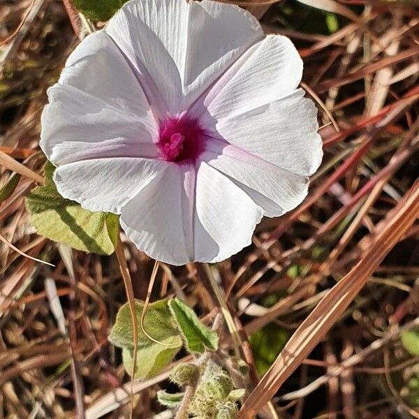 Ipomoea mombassana Blomma