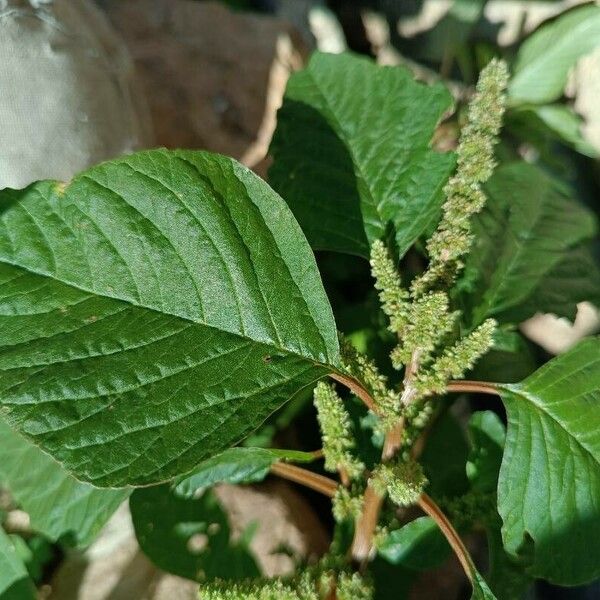 Amaranthus viridis Lehti