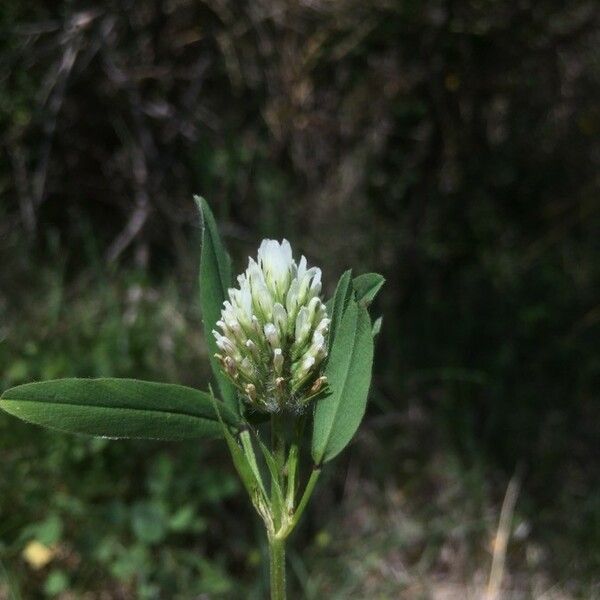 Trifolium squarrosum Flower