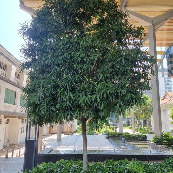 Ficus maclellandii ᱥᱟᱠᱟᱢ