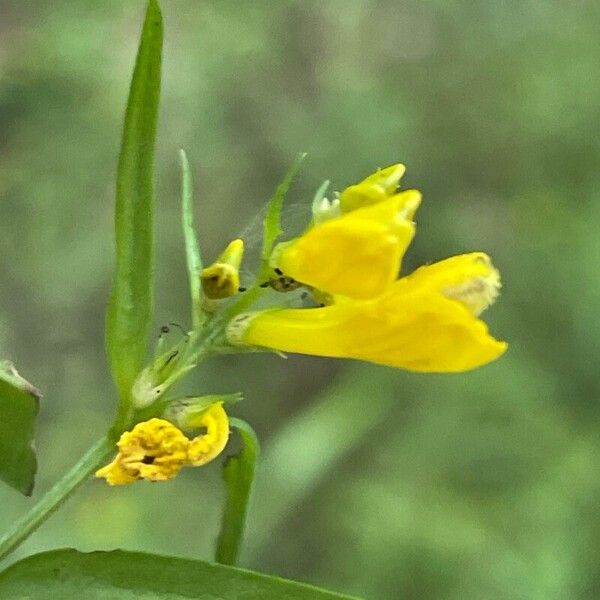 Melampyrum pratense Flor