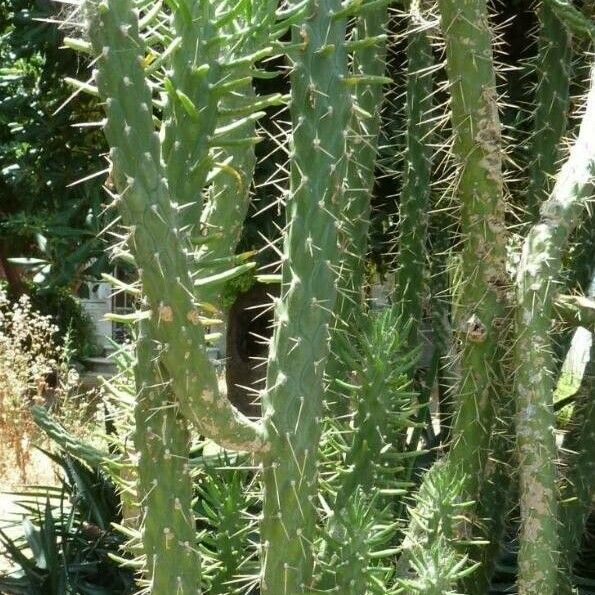 Austrocylindropuntia cylindrica Liść