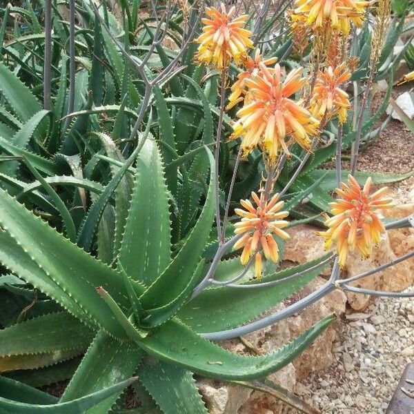 Aloe camperi Hostoa