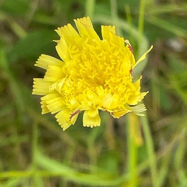 Pilosella officinarum Kwiat