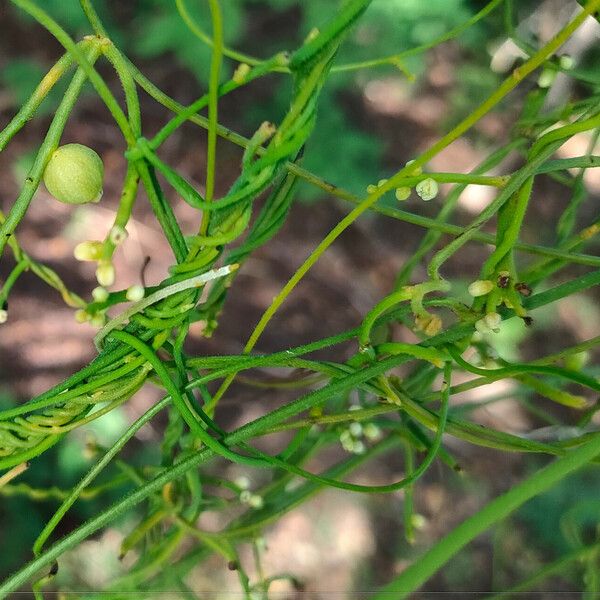 Cassytha filiformis Flower