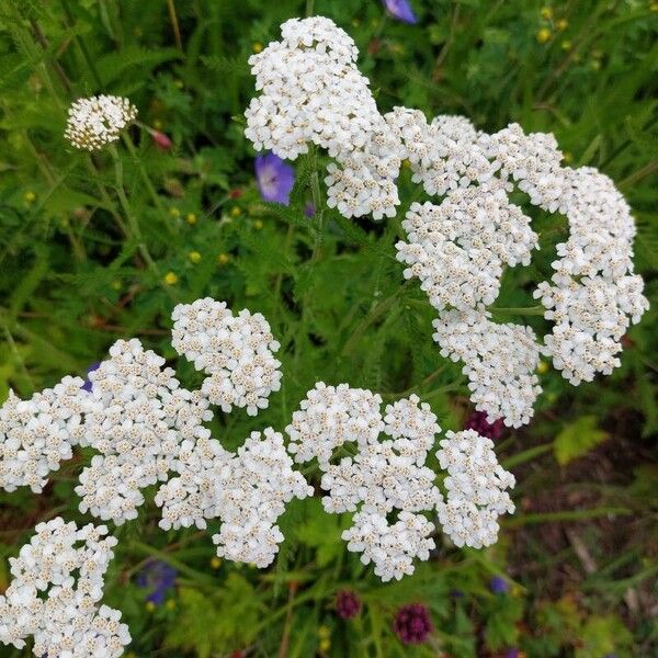 Achillea nobilis Fleur