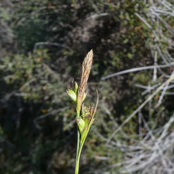 Carex halleriana ᱵᱟᱦᱟ