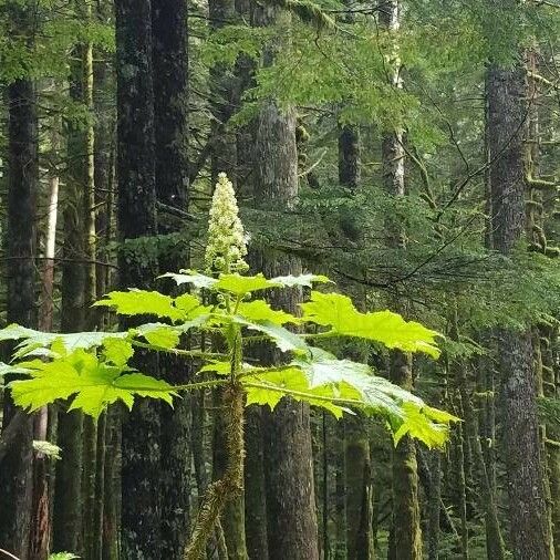 Oplopanax horridus 花