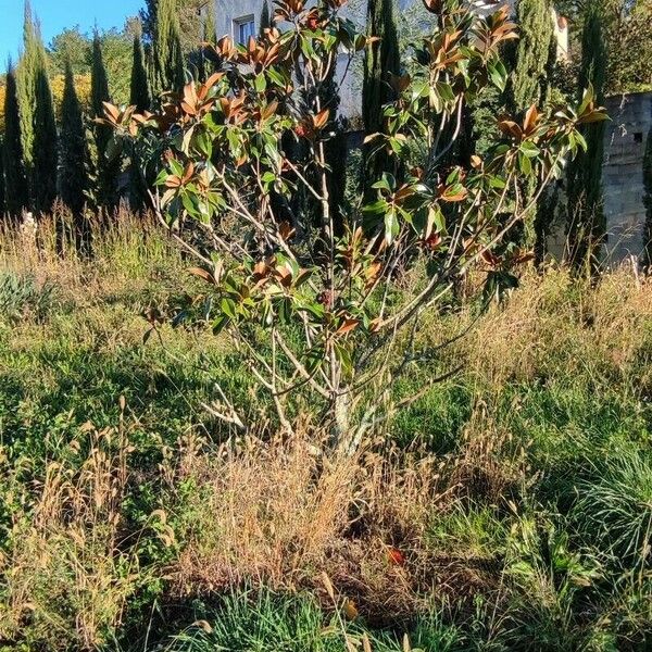 Magnolia virginiana Habit