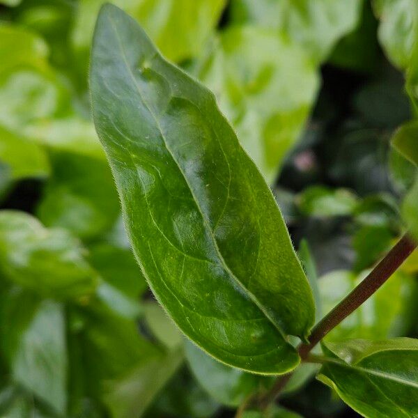 Vinca major Blad