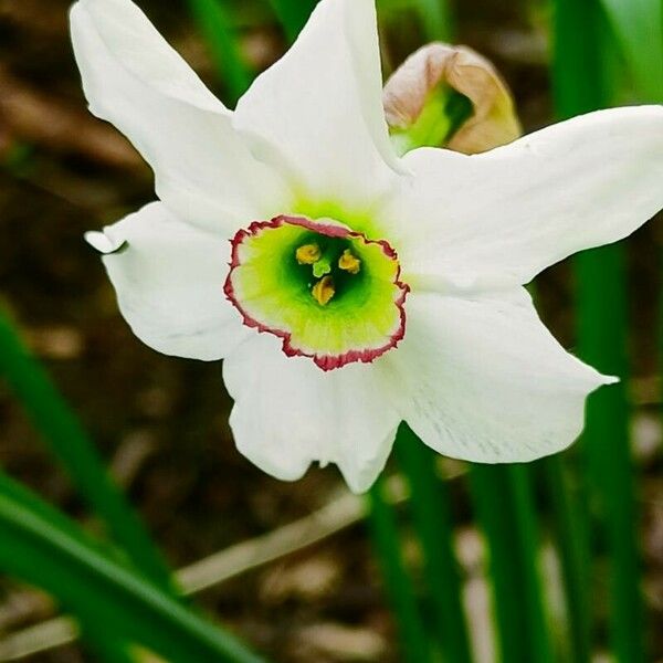 Narcissus poeticus Flor