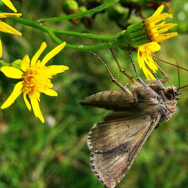 Jacobaea erucifolia फूल