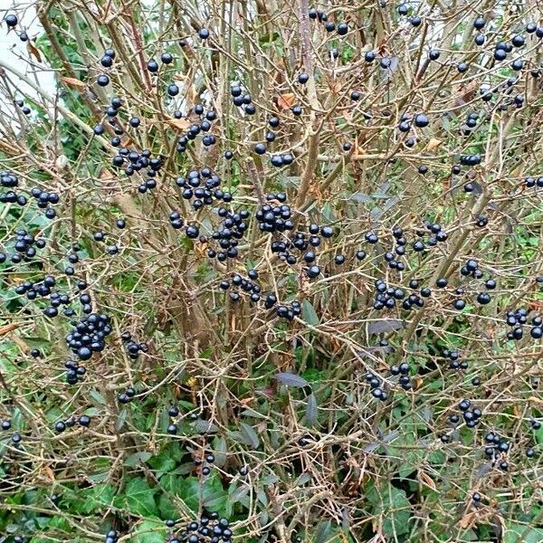 Ligustrum vulgare その他の提案