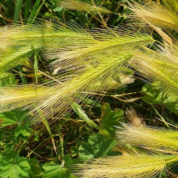 Hordeum jubatum Blatt