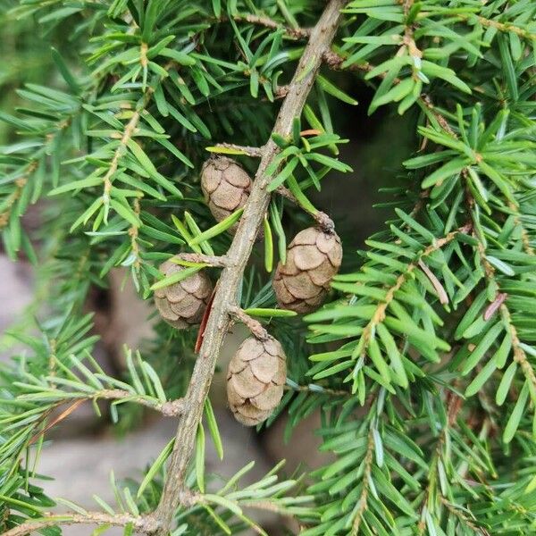 Tsuga canadensis पत्ता