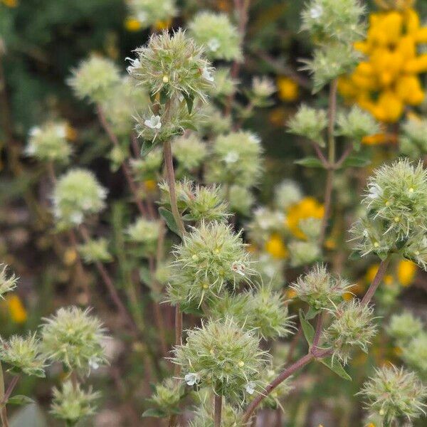 Thymus mastichina പുഷ്പം