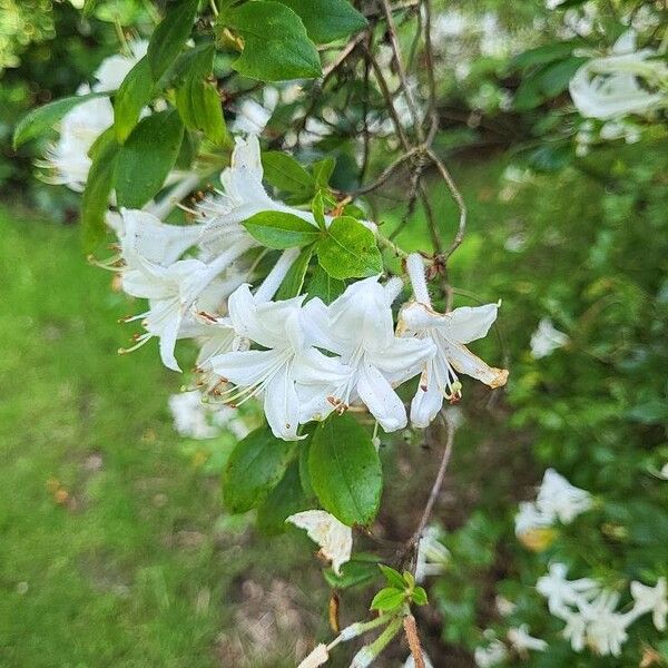 Rhododendron viscosum Flor