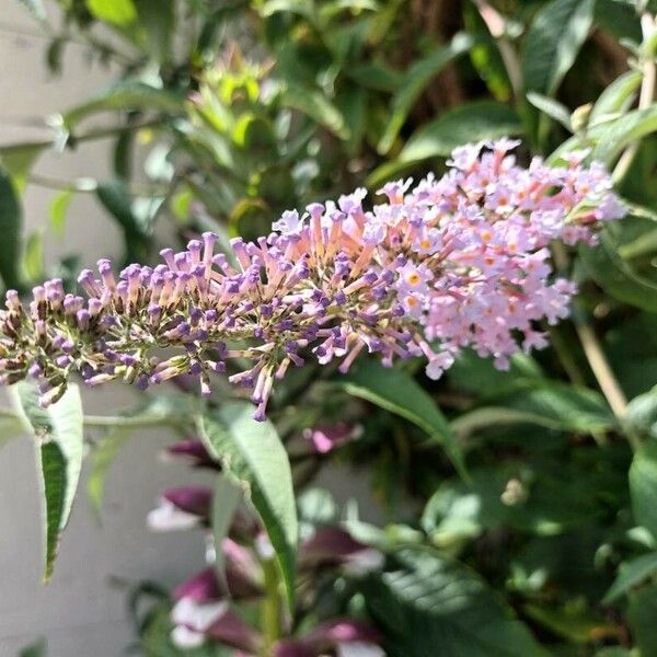 Buddleja davidii Flor