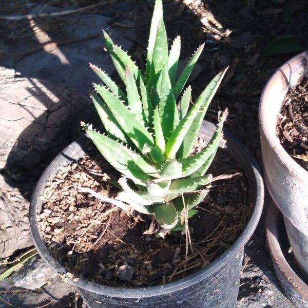 Aloe brevifolia Hoja