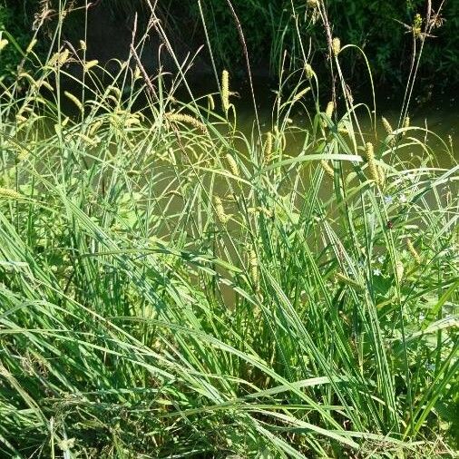 Carex distans Flors