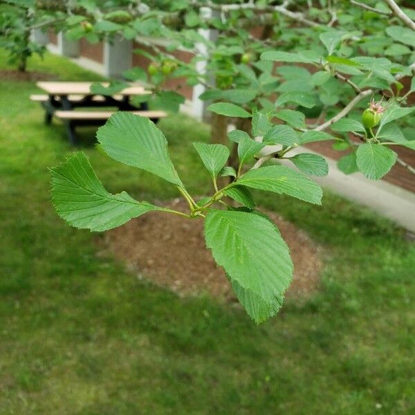 Crataegus crus-galli Hoja