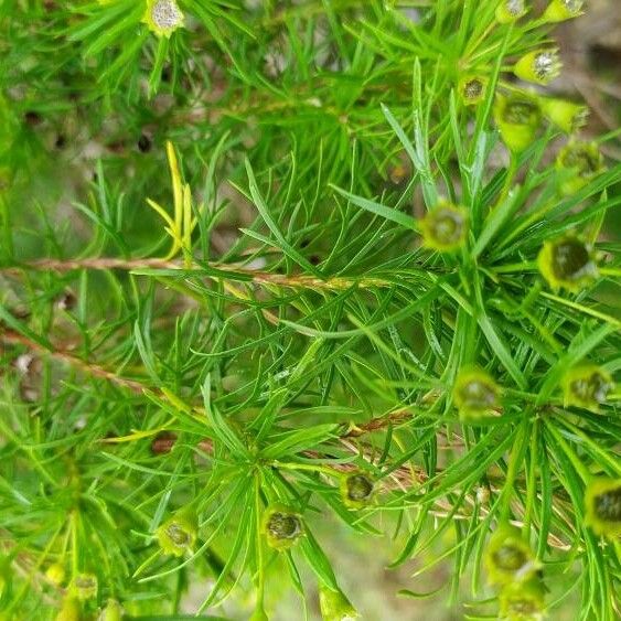 Coreopsis verticillata 葉