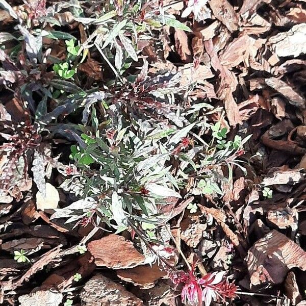 Oenothera lindheimeri Συνήθη χαρακτηριστικά