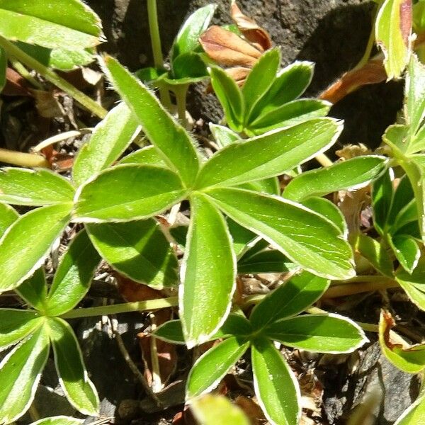 Alchemilla alpina 葉