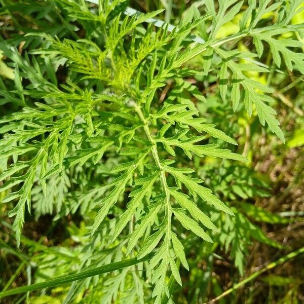 Ambrosia artemisiifolia Blatt