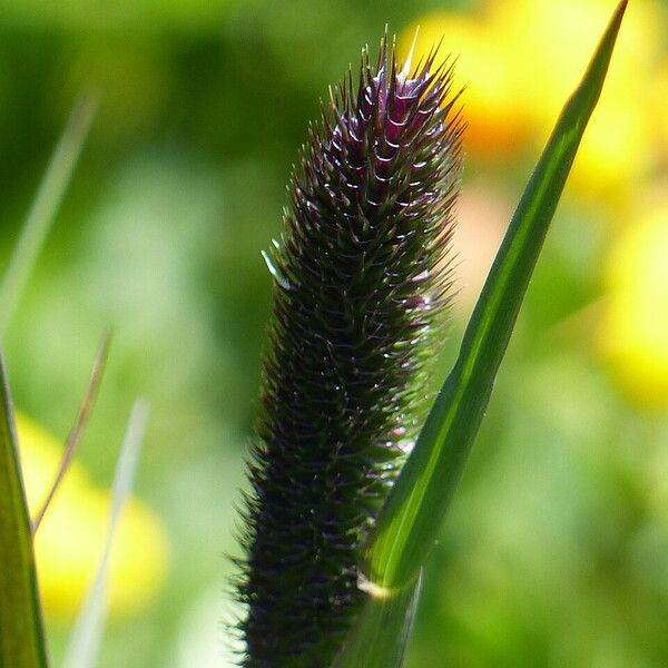 Phleum alpinum Leaf