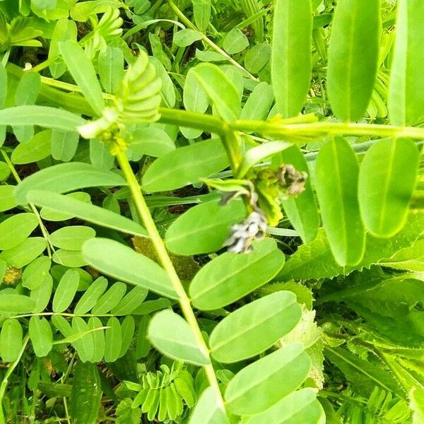 Astragalus boeticus Кветка