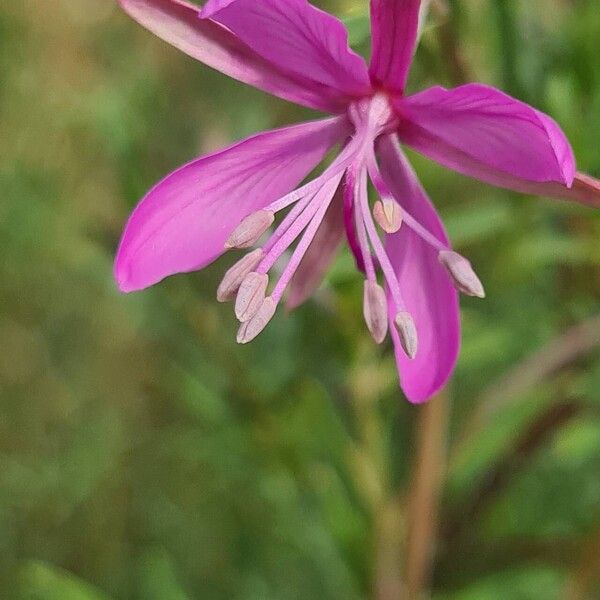 Epilobium dodonaei Květ