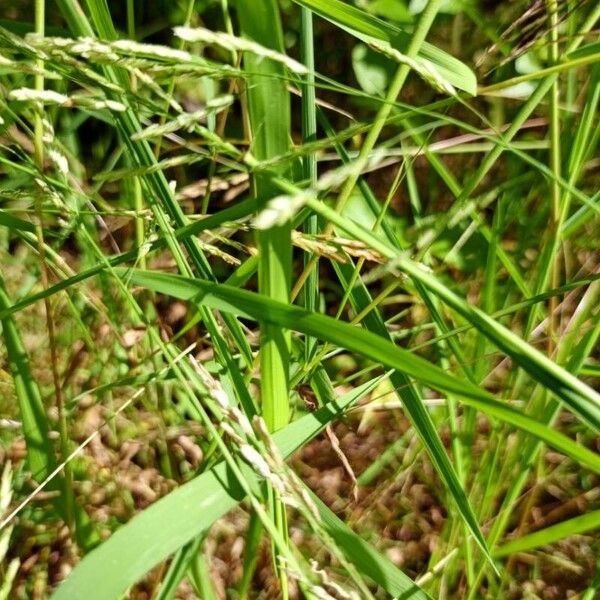 Leersia hexandra Blatt