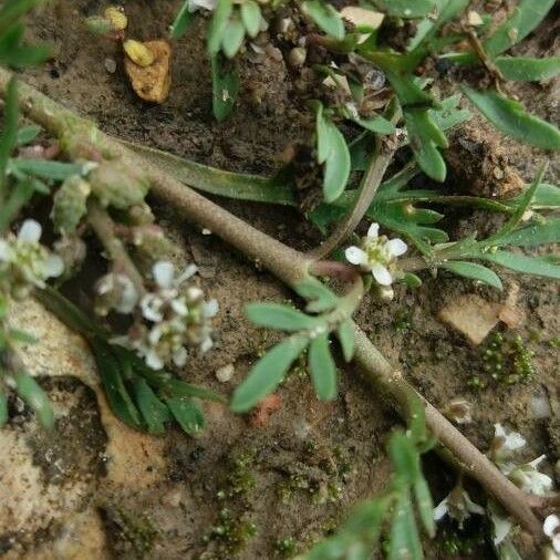 Lepidium squamatum 花