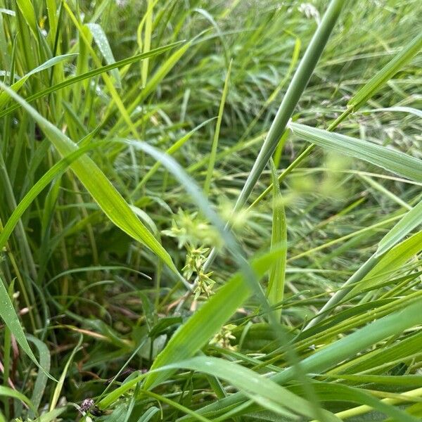 Cruciata pedemontana Folla