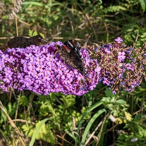 Buddleja davidii Flor